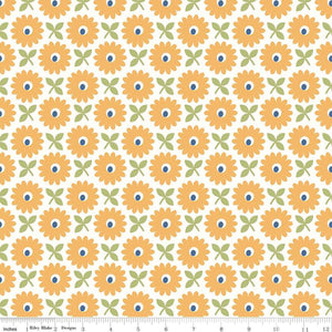 Wide Back Home Town Heirloom Daisy